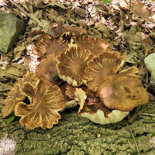 김선순(공룡자색마)님의 자유주제 · 자유게시판 작성글 사진