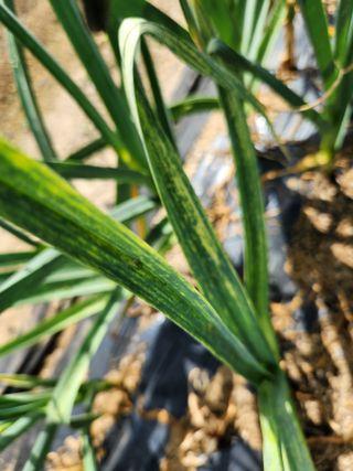 텃밭입문님의 농사, 무엇이든 물어보세요! · 참여글 작성글 사진