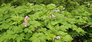 해오름달님의 자유주제 · 자유게시판 작성글 사진