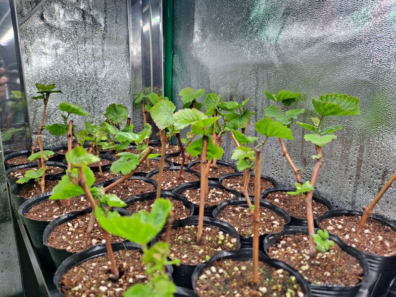 김영일님의 장터 판매 상품 [산머루 묘목 삽목1년생] 첨부 사진