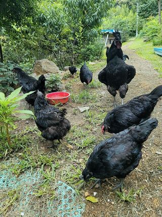 김영복님의 자유주제 · 자유게시판 작성글 사진