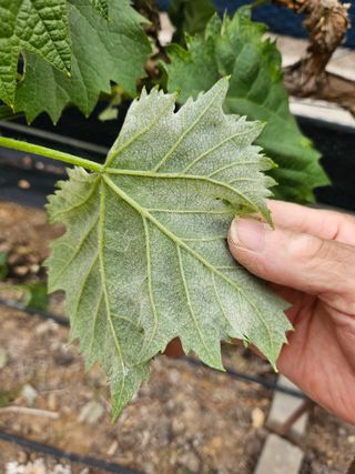 박순귀님의 농사, 무엇이든 물어보세요! · 참여글 작성글 사진