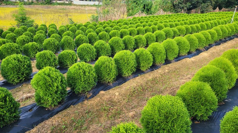 이선미님의 장터 판매 상품 [데니카 묘목 50주] 첨부 사진