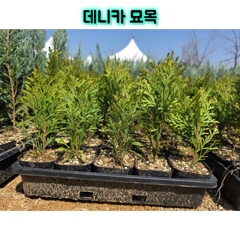 이선미님의 장터 판매 상품 [데니카 묘목 50주] 첨부 사진