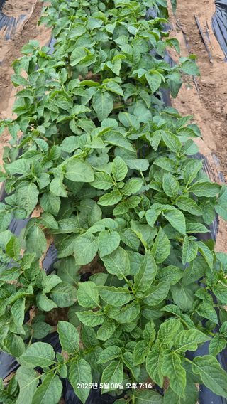 황규복(달구지)님의 자유주제 · 자유게시판 작성글 사진