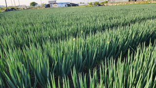 박찬흥님의 농사, 무엇이든 물어보세요! · 참여글 작성글 사진