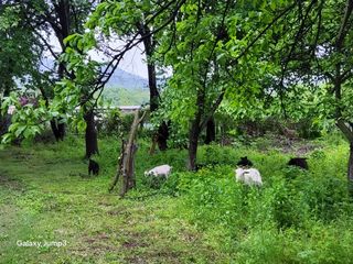 이천산수유3대농부님의 자유주제 · 자유게시판 작성글 사진