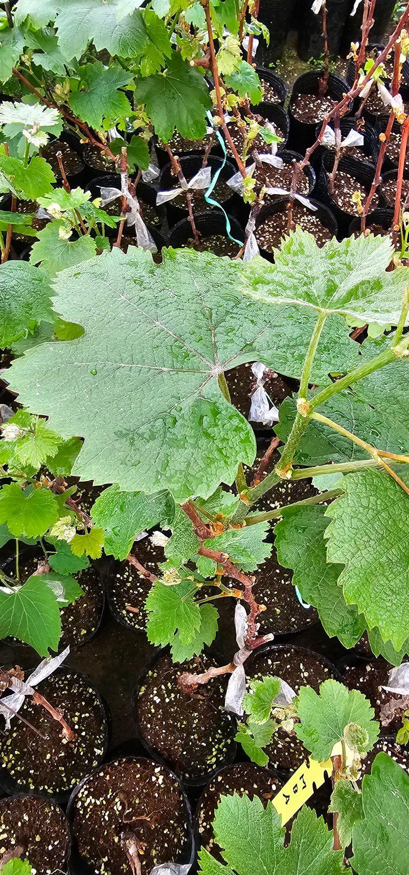 뿌리묘목농원님의 장터 판매 상품 [mba머루포도 접목2년생 포트묘] 첨부 사진