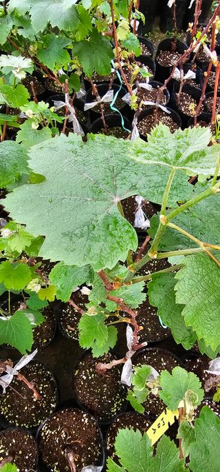 뿌리묘목농원님의 작성글 사진