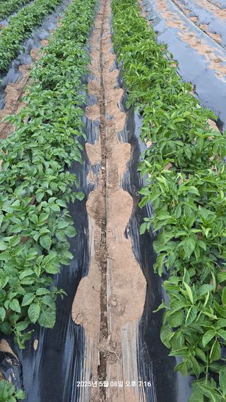 황규복(달구지)님의 자유주제 · 자유게시판 작성글 사진