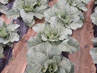 김성식님의 자유주제 · 자유게시판 작성글 사진