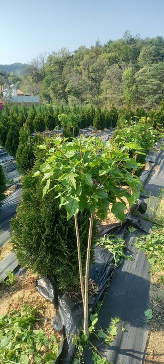 김대현(청솔)님의 자유주제 · 자유게시판 작성글 사진