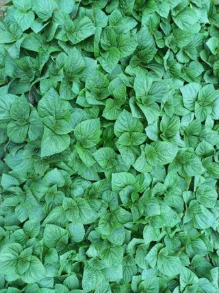 농민님의 자유주제 · 자유게시판 작성글 사진