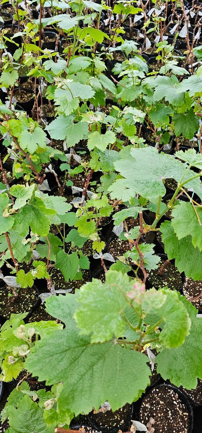 장터 상품 [mba머루포도 접목2년생 포트묘] 썸네일