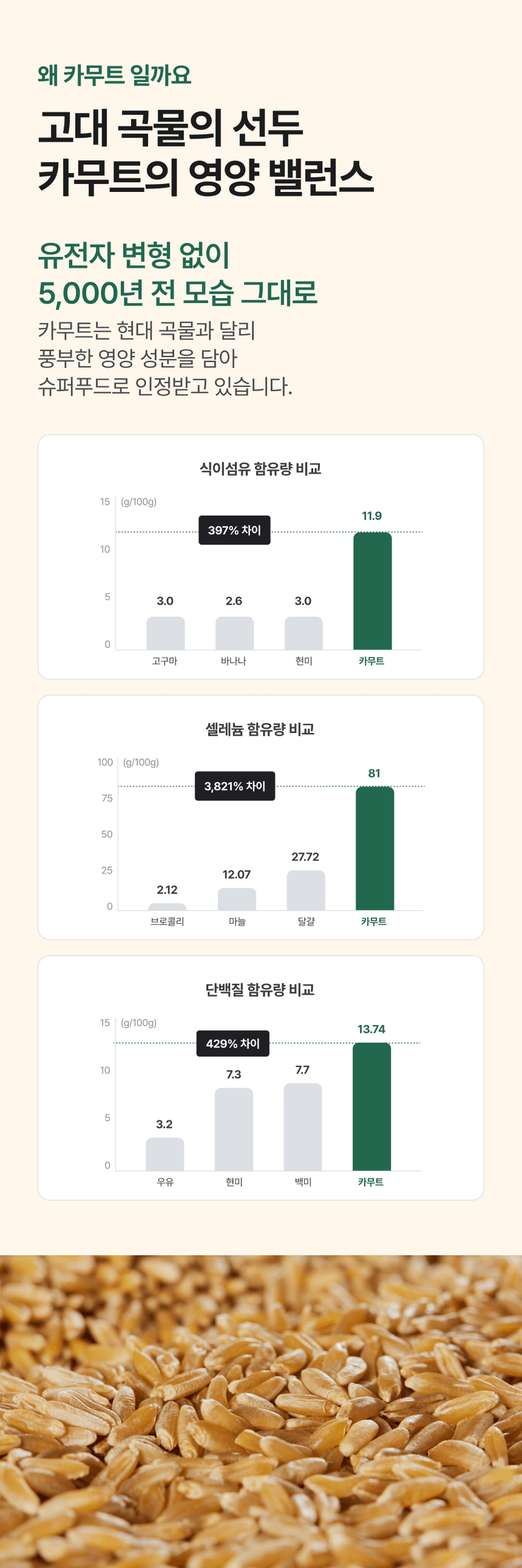 팜모닝 상점님의 장터 판매 상품 [🌾고르네 명품 캐나다산 순수 카무트 2kg🌾] 첨부 사진