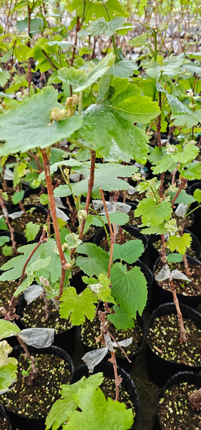 뿌리묘목농원님의 장터 판매 상품 [mba머루포도 접목2년생 포트묘] 첨부 사진