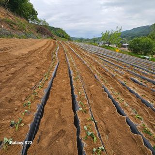김금순자연산약초님의 고구마 · 자유게시판 작성글 사진