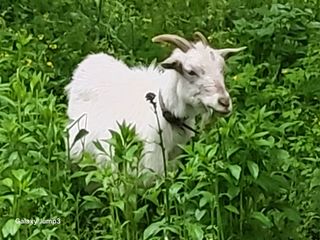 이천산수유3대농부님의 자유주제 · 자유게시판 작성글 사진