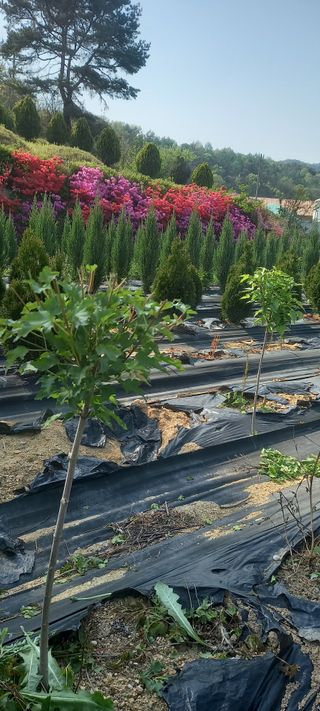 김대현(청솔)님의 자유주제 · 자유게시판 작성글 사진