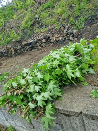 김용대님의 자유주제 · 자유게시판 작성글 사진
