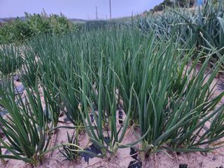 장안님의 자유주제 · 자유게시판 작성글 사진