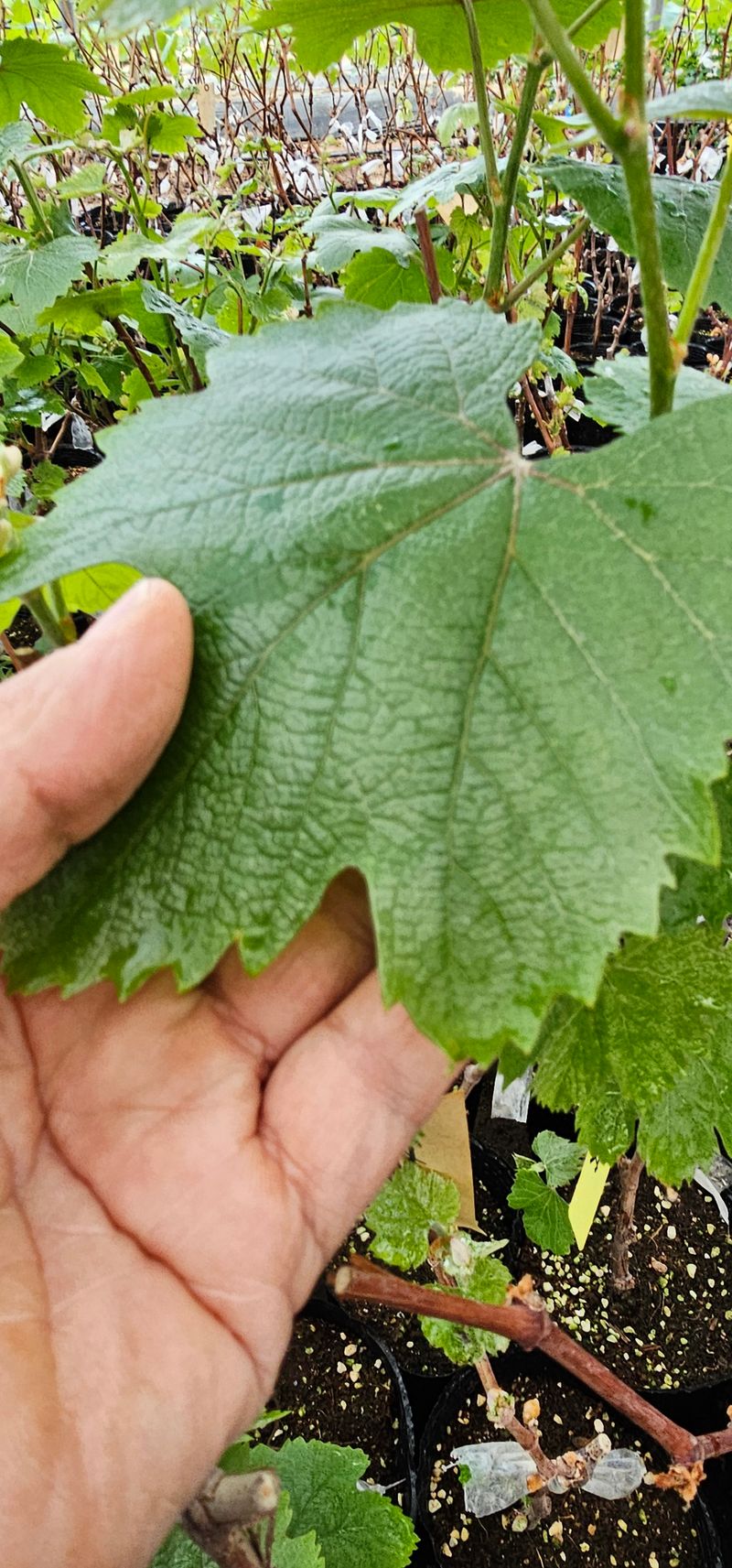 뿌리묘목농원님의 장터 판매 상품 [mba머루포도 접목2년생 포트묘] 첨부 사진