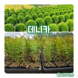 팜모닝 · 게시글 이미지