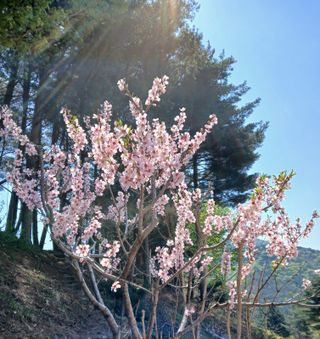 인생은 소풍처럼님의 자유주제 · 자유게시판 작성글 사진