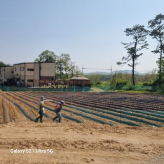 이천산수유3대농부님의 자유주제 · 자유게시판 작성글 사진