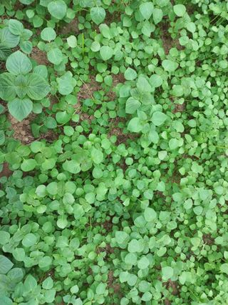 농민님의 자유주제 · 자유게시판 작성글 사진