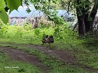 이천산수유3대농부님의 자유주제 · 자유게시판 작성글 사진