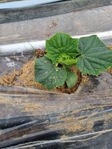 팜모닝 자유주제·자유게시판 게시글 이미지