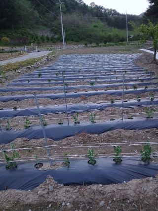 인생은 소풍처럼님의 자유주제 · 자유게시판 작성글 사진