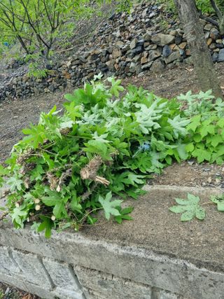 김용대님의 자유주제 · 자유게시판 작성글 사진