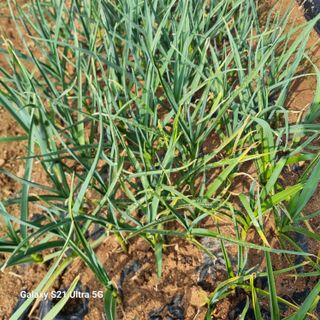 이천산수유3대농부님의 자유주제 · 자유게시판 작성글 사진