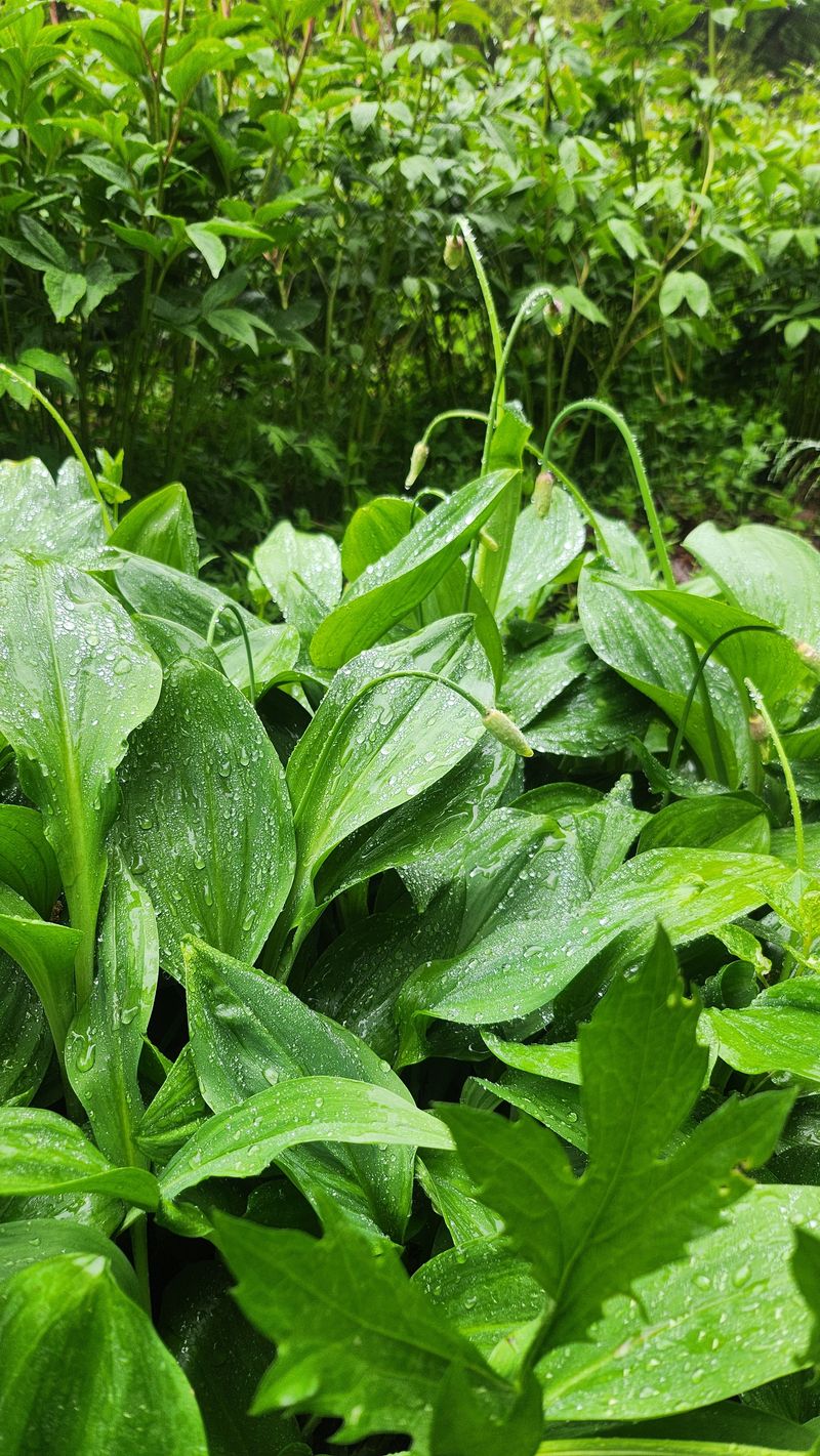 장터 상품 [명이 50개] 썸네일