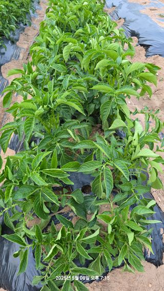 황규복(달구지)님의 자유주제 · 자유게시판 작성글 사진