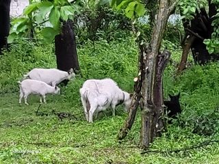이천산수유3대농부님의 자유주제 · 자유게시판 작성글 사진