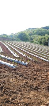 팜모닝 🌱내 작물 자랑하기!·참여글 게시글 이미지