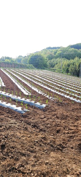 이정1님의 🌱내 작물 자랑하기! · 참여글 작성글 사진
