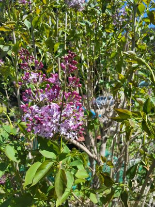 최용환 님의 농사, 무엇이든 물어보세요! · 참여글 작성글 사진