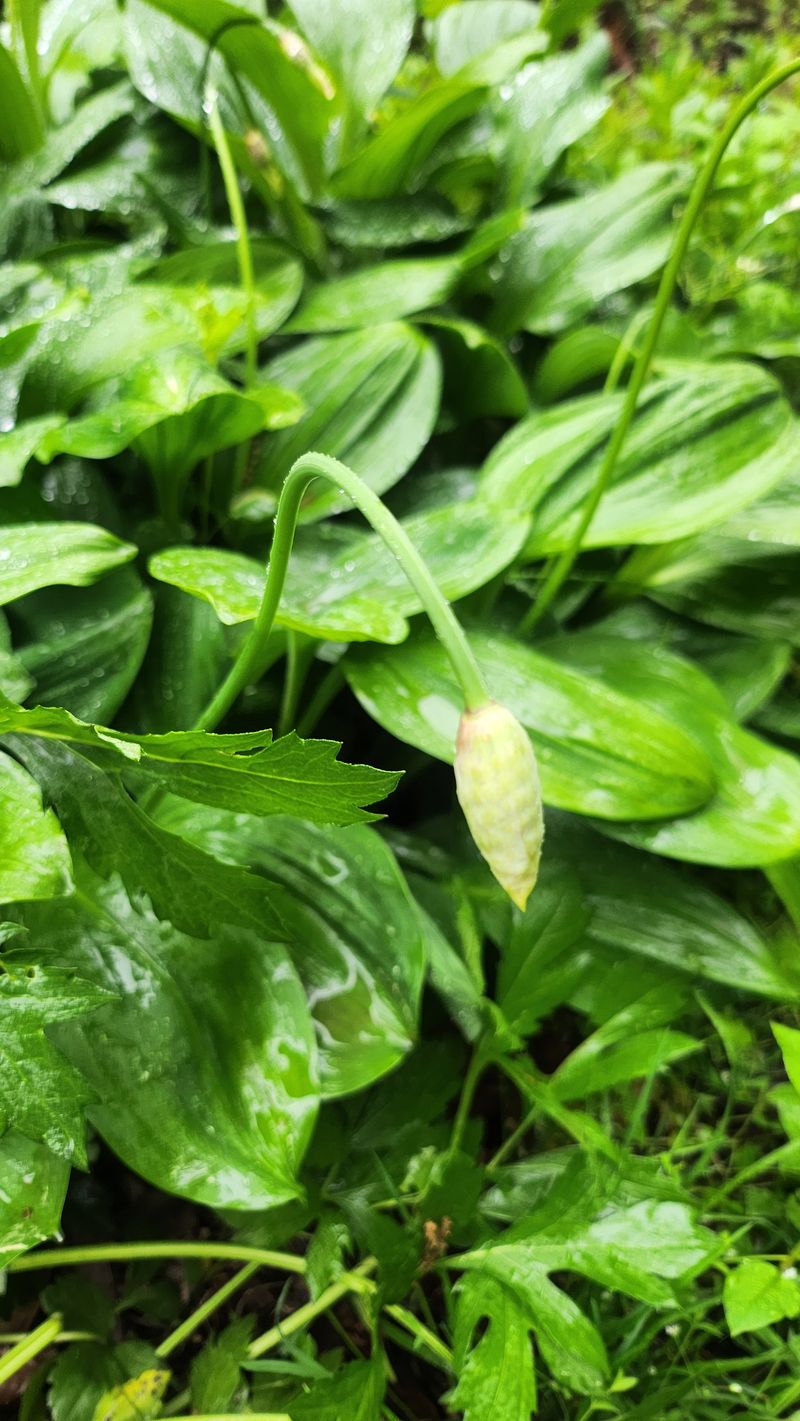 장흥 모경화 님의 장터 판매 상품 [명이 50개] 첨부 사진