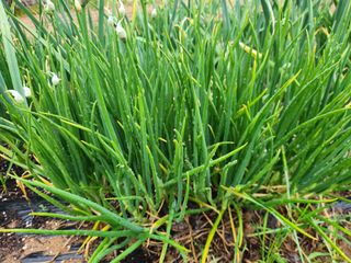 장안님의 자유주제 · 자유게시판 작성글 사진