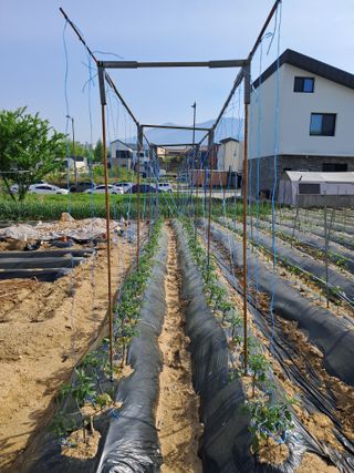 서상기 은퇴농장님의 자유주제 · 자유게시판 작성글 사진