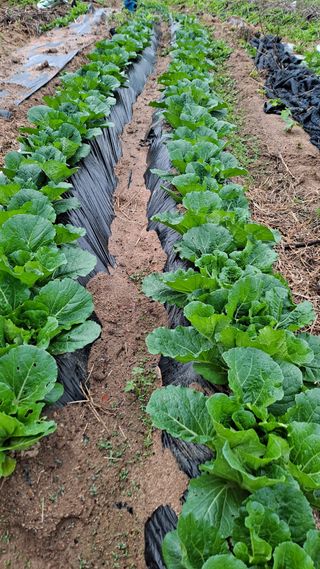 MSG0074님의 자유주제 · 자유게시판 작성글 사진