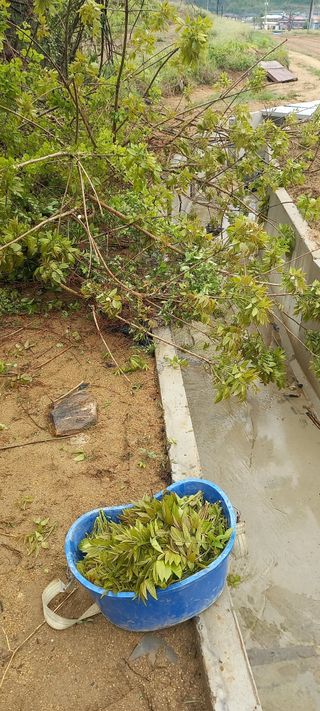 김대현(청솔)님의 자유주제 · 자유게시판 작성글 사진