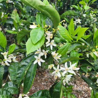 서귀포달코롬감귤농원님의 자유주제 · 사진전 작성글 사진