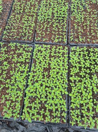 송광만님의 참깨 · 자유게시판 작성글 사진