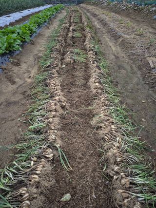 장순연(부경농원)님의 자유주제 · 자유게시판 작성글 사진