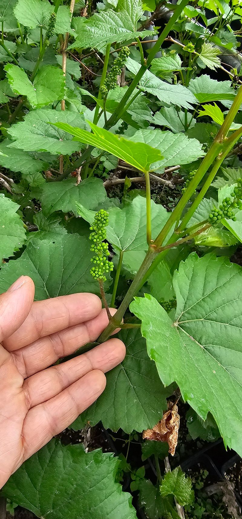 뿌리묘목농원님의 장터 판매 상품 [산머루삽목 2년생 포트묘 1+1] 첨부 사진
